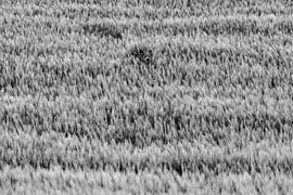 Where is Waldo? by Johannes Dittrich