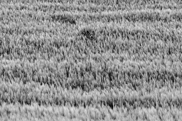 Where is Waldo? by Johannes Dittrich