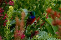 Double-collared Sunbird van Vera Brok thumbnail
