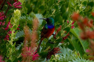 Double-collared Sunbird van Vera Brok