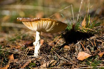 Paddenstoel op een herfstachtige dag by Maurice Verschuur