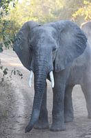 Elephant in the dust
