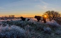 Cattle in the maturity of the dunes during sunrise