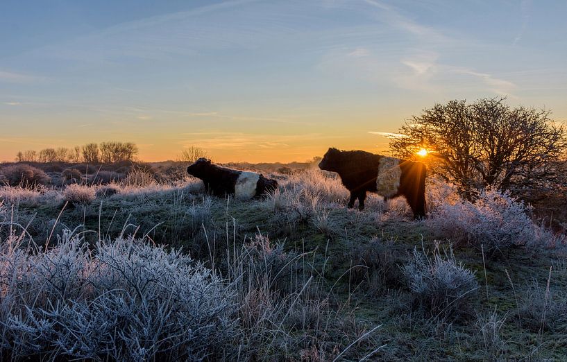 Runderen in het rijp van de duinen tijdens zonsopkomst van Remco Van Daalen