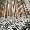 Verschneiter Wald mit Nadelbäumen, Winterlandschaft in Deutschland von Berit Kessler