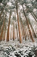 Verschneiter Wald mit Nadelbäumen, Winterlandschaft in Deutschland