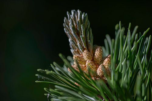 Conifer