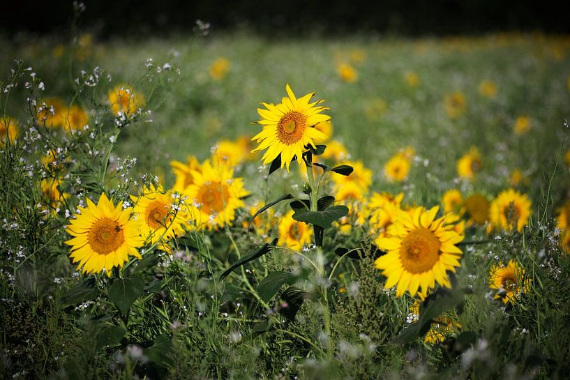 The sunflowers by Rudi Everaert