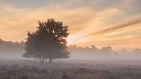 Mistige zonsopkomst