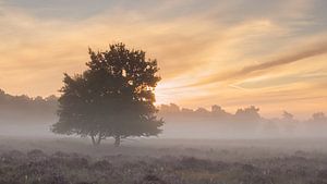 Mistige zonsopkomst van Art Wittingen