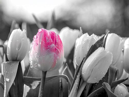 Roze tulp in focus