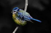 #1 Blue tit - young bird