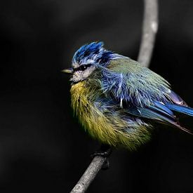 #1 pimpelmees - jonge vogel van TW