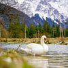 A swan along the Isar River with alpine mountains in the background. von Miriam Schwarzfischer Fotografie