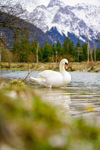 A swan along the Isar River with alpine mountains in the background.