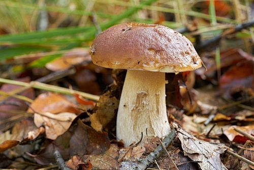 Porcini paddestoel in het bos op een mooie dag in de herfst
