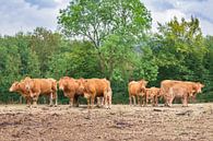 Gruppe braune Kühe stehen in deutscher Landschaft von Ben Schonewille Miniaturansicht