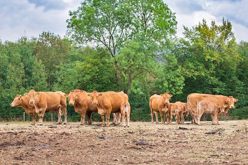 Kudde bruine koeien staan in Duits landschap
