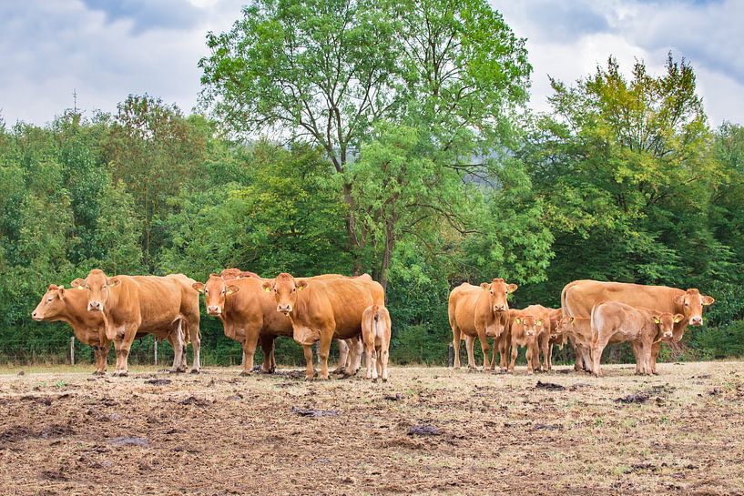 Gruppe braune Kühe stehen in deutscher Landschaft von Ben Schonewille