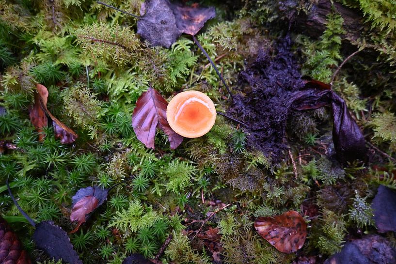 Les champignons par Christoph Leimer