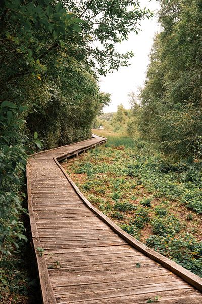 Der Weg durch den Wald von Laura Bosch
