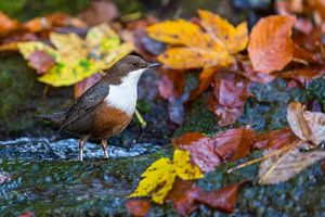 Wasseramsel im herbstlichen  Bach