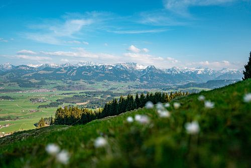 Krokussen in het voorjaar op de Hörner bergketen in Allgäu