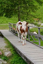 The cow on the bridge by Bernhard Kaiser