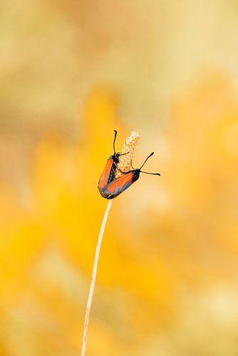 l'amour est dans l'air