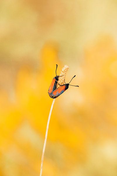 love is in the air by Hilde Van Hove