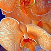 Orangen-Orchideen-Pflanzen von Remko van der Hoek- Zijdemans