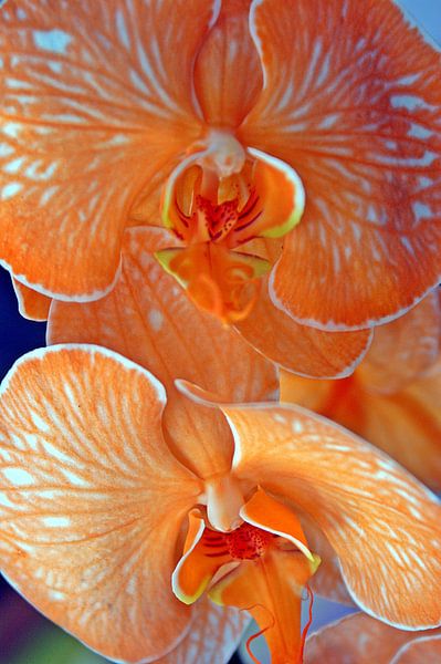 Orangen-Orchideen-Pflanzen von Remko van der Hoek- Zijdemans