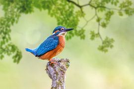 Martin-pêcheur sur Thomas Herzog