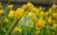 A yellow field of flowers