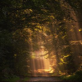 Sentier forestier sur Lex Schulte