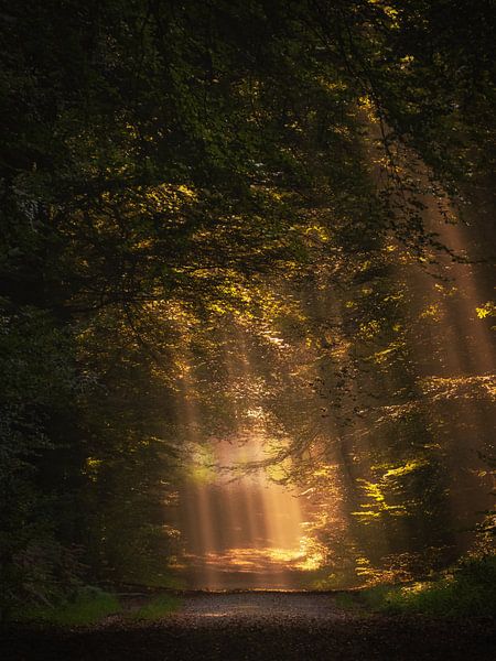 Forest path by Lex Schulte