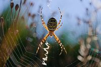 Araignée guêpe ou araignée tigre au soleil.