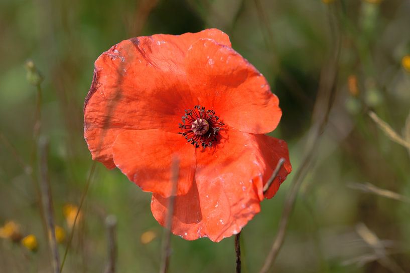 Poppy between the grass by Kristof Leffelaer