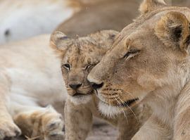 Löwenjunges von Ed Dorrestein