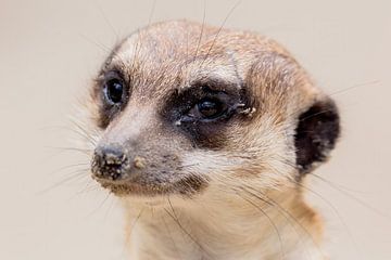 Queue de suricate Portrait sur Marcel Kieffer