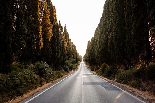 Laan met Cipressen in Toscane Italië