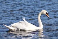 Schwan