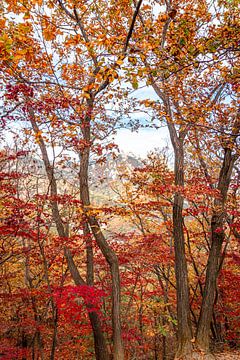 Couleurs d'automne dans les bois avec vue sur un sommet de montagne proche sur Mickéle Godderis
