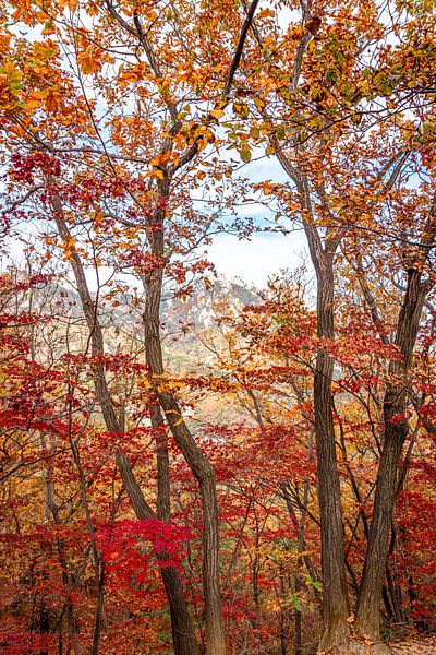Autumn colours in the woods with a view of a nearby mountain peak by Mickéle Godderis