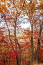 Herfst kleuren in de bossen met zicht op een nabij gelegen bergpiek van Mickéle Godderis thumbnail