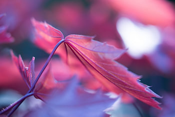 Leaves of the Maple in late sunlight