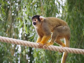 Doodskopaapje by Jorn Wensink