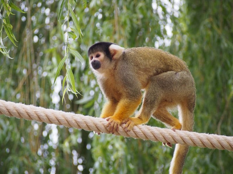 Doodskopaapje par Jorn Wensink