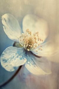 Pastel Nature Macro No 15