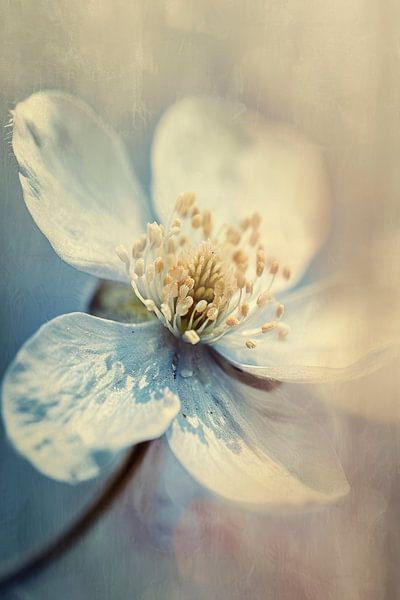 Pastel Nature Macro No 15 von Treechild